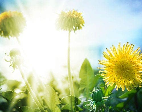 Health benefits of dandelion greens Health benefits of dandelion greens