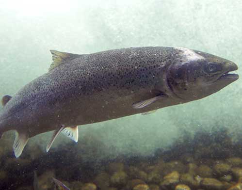 Frankenfish Genetically Modified Salmon Frankenfish Genetically Modified Salmon
