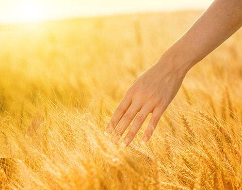 When Gluten Attacks When Gluten Attacks