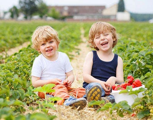 pesticides lung impact on kids pesticides lung impact on kids