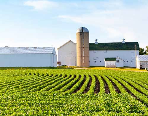 farm with a big green field