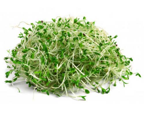 Alfalfa Alfalfa