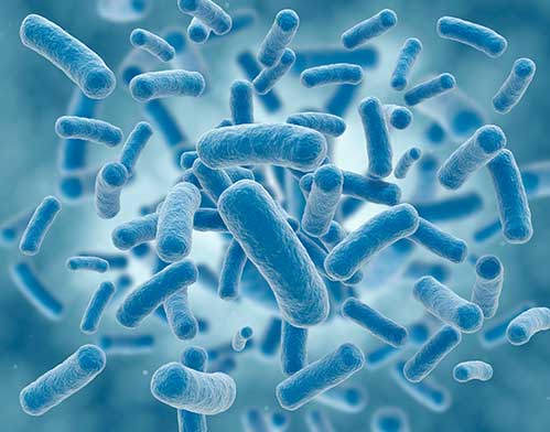 Meet Your Microbiome