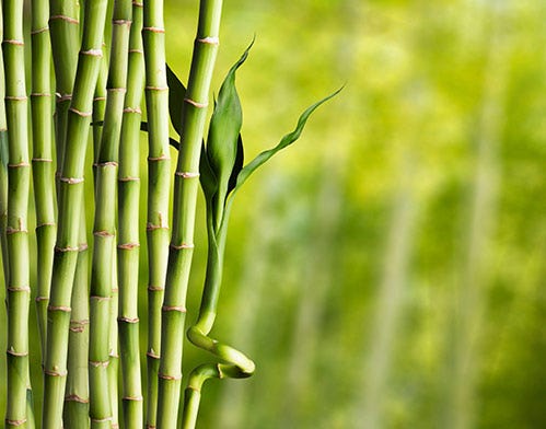 bamboo stalks