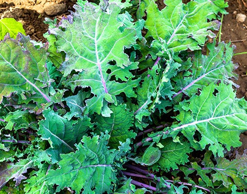 Organic kale benefits