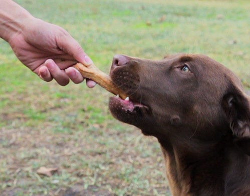 doggone good dog treats