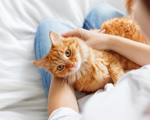 How Our Furry Friends Can Improve Our Health