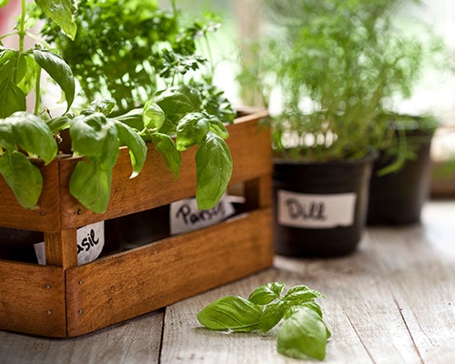 How To Make the Most of Your At-Home Herb Garden How To Make the Most of Your At-Home Herb Garden