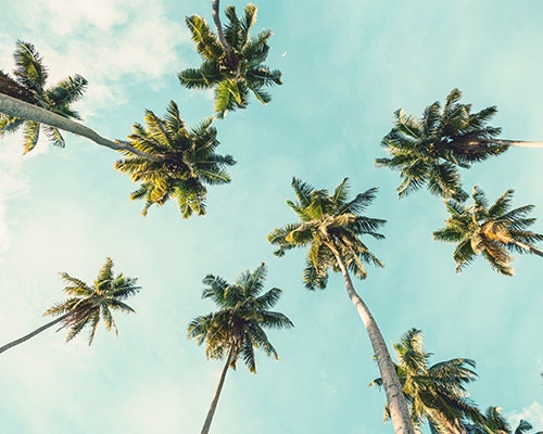 palm trees