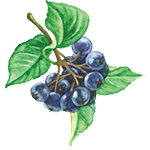 aronia berries