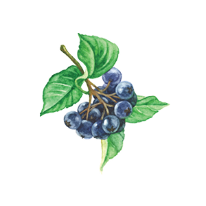 aronia berries