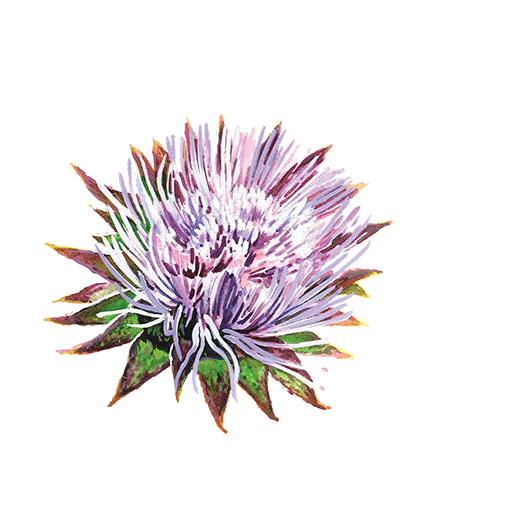 Burdock