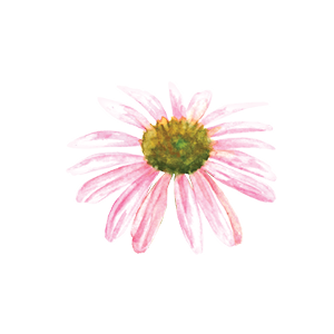 coneflower