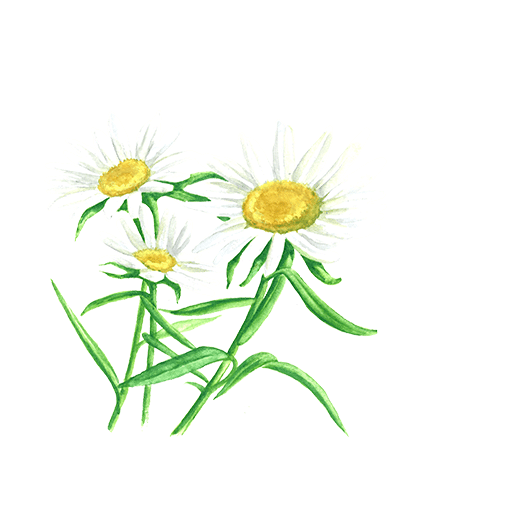 Chamomile