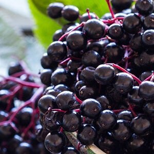 elderberry immune support