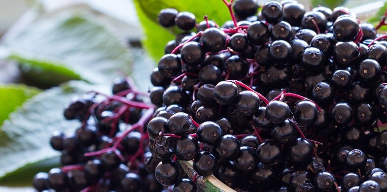 elderberry