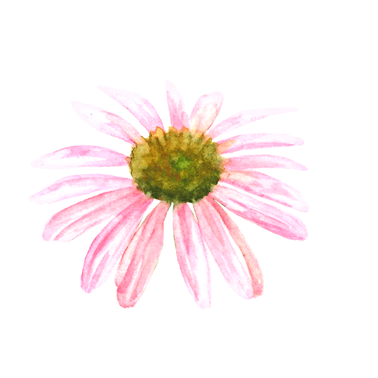 Coneflower