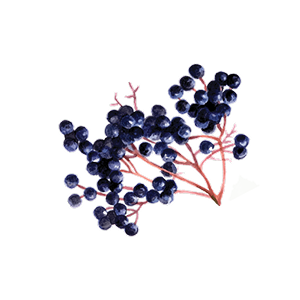 elderberry sambucus