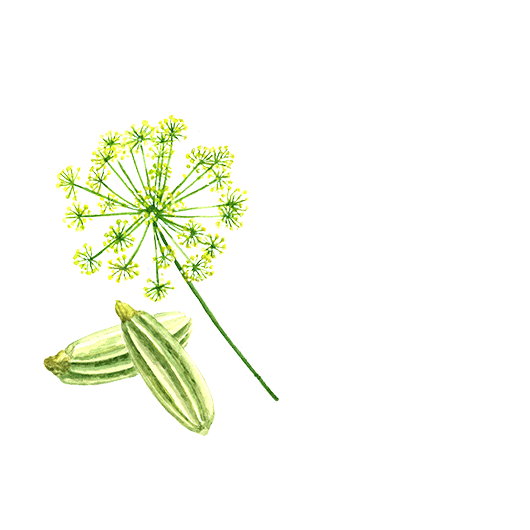 Fennel Seed