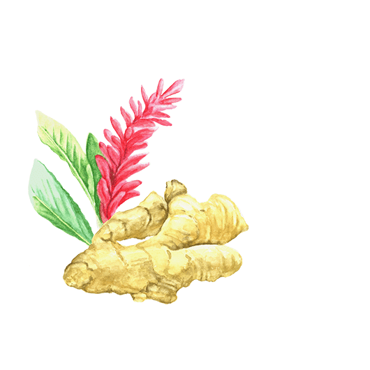 Ginger Root