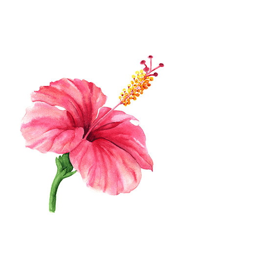 Hibiscus