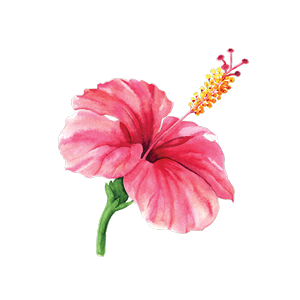 hibiscus