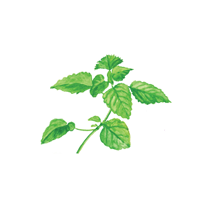 lemon balm