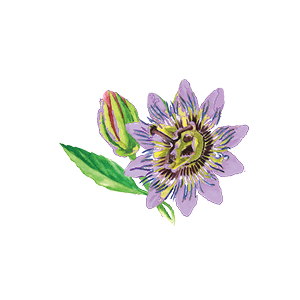 passionflower