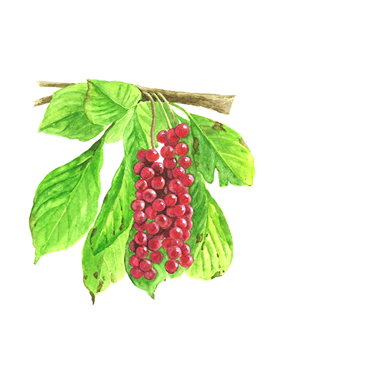 Schisandra