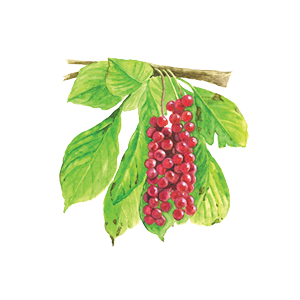 schisandra