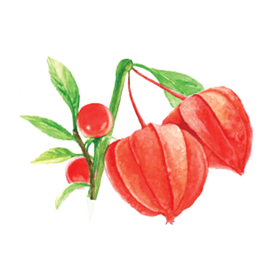 Ashwagandha herb