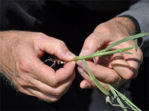 elends grass farm