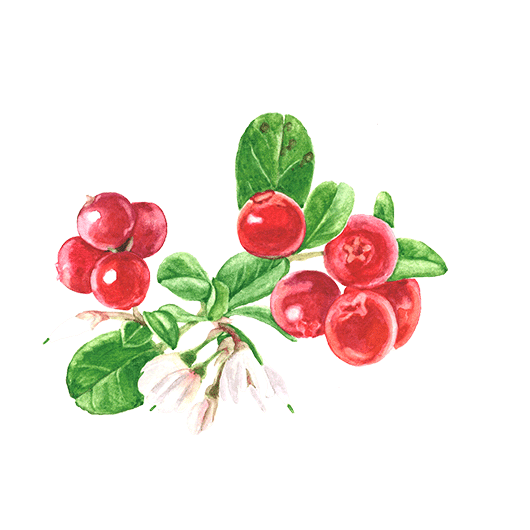 Cranberry