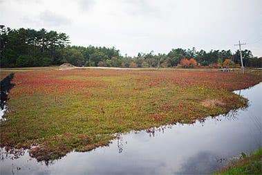 Organic Cranberries