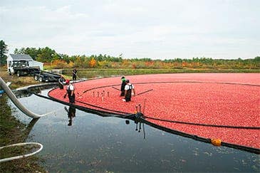 Organic Cranberries