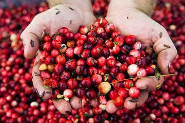 Organic Cranberries