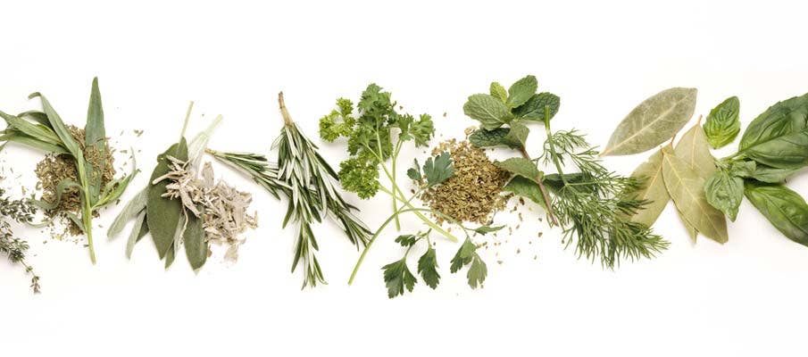 Fresh vs. dried herb
