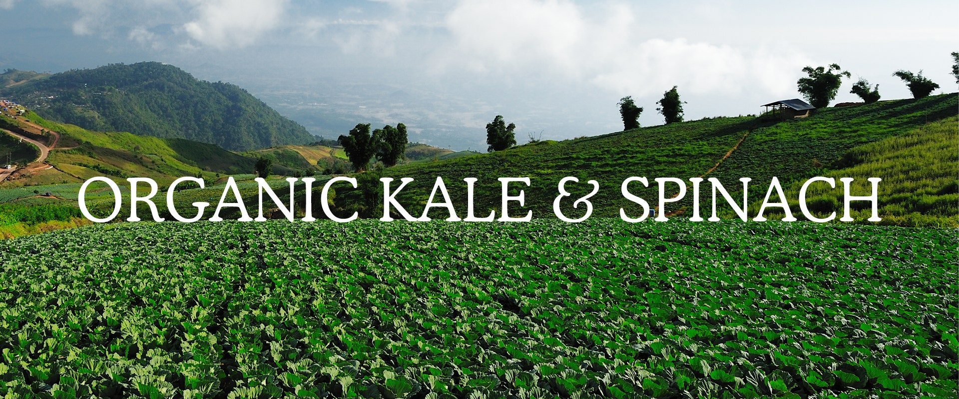 organic kale and spinach farm