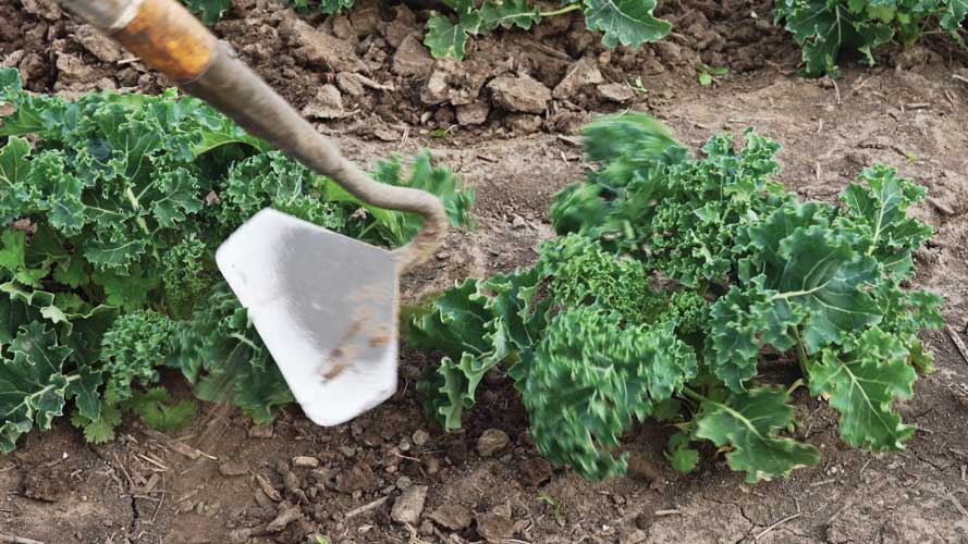 organic kale and spinach farm