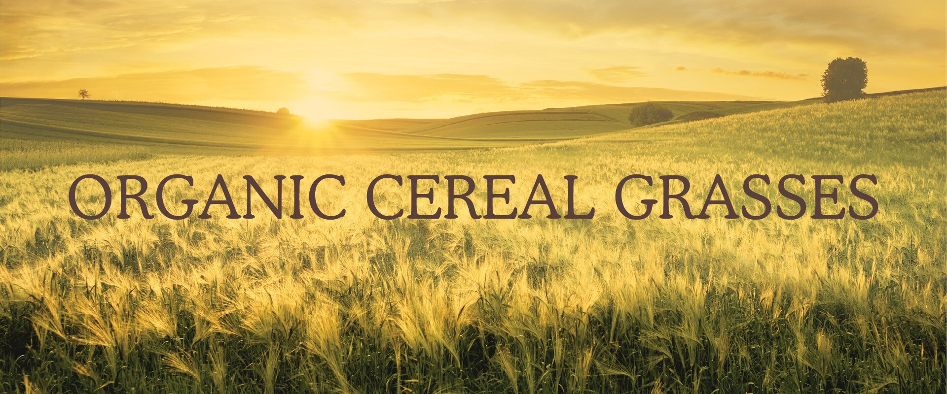 Organic Cereal Grasses