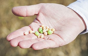 organic yellow peas