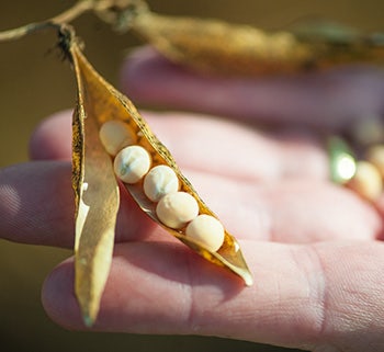 Organic yellow peas farm