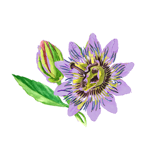 passionflower