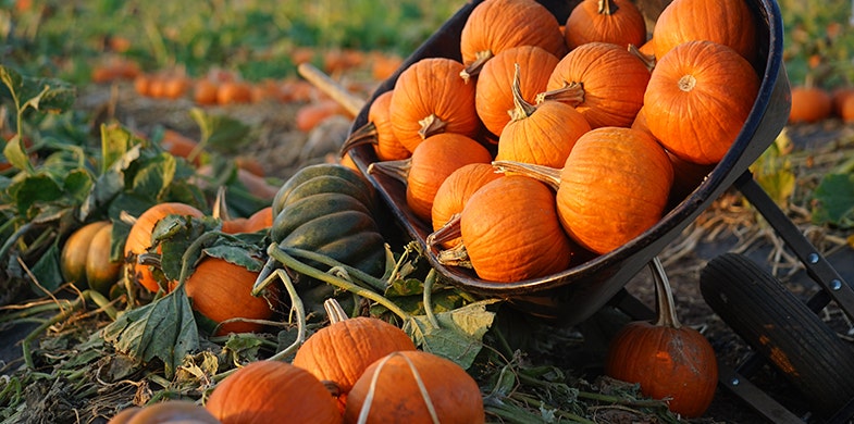 Pumpkin Season 